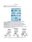 Rock Review Rock: made up of minerals. (Mineral grains) Mineral