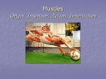 Muscles Origin, Insertion, Action, Innervation