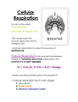 Cellular Respiration - BIOLOGY