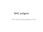 MHC antigeny
