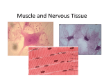 Muscle and Nervous Tissue ppt