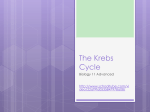 The Kreb`s Cycle - hrsbstaff.ednet.ns.ca