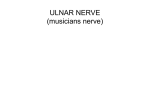 ULNAR NERVE (musicians nerve)