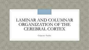 Laminar and Columnar organization of the cerebral cortex