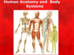 Human Anatomy and Body Systems