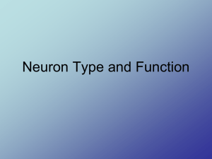 03. Neurons and Nerves