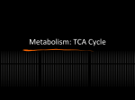 5. TCA Cycle