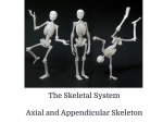 Axial, Appendicular, Fetal Skeleton Slides.ppt