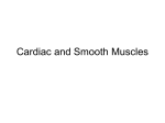 Cardiac and Smooth Muscles
