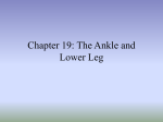 Chapter 19: The Ankle and Lower Leg - McGraw