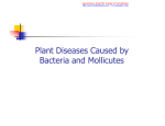 Plant Diseases Caused by Bacteria and Mollicutes