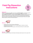 Fetal Pig Dissection Manual