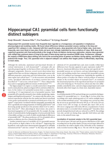 Hippocampal CA1 pyramidal cells form functionally