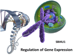 Regulation of Gene Expression