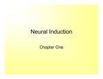 Neural Induction