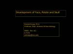 Face and Skull Development