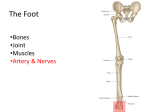 Surface anatomy of lower limb