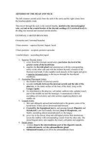 ARTERIES OF THE HEAD AND NECK