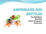 Amphibians and Reptiles - Vernon Hills High School