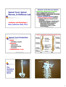Spinal Cord PPT