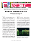 Bacterial Diseases of Plants