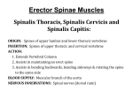 Erector Spinae Muscles - Fullfrontalanatomy.com
