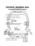 POSTERIOR ABDOMINAL WALL