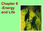 Chapter 8 PPT Photosynthesis