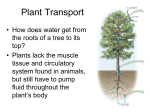 Transport in Plants – Chapter 38