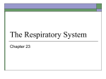 The Respiratory System: Chapter 23