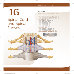 16. Spinal Cord and Spinal Nerves