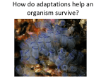 How do adaptations help an organism survive?