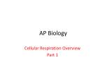 Cellular Respiration I PPT