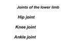 Joints of the lower limb