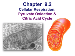 Lecture 019--Respiration 3 (Kreb`s Cycle)
