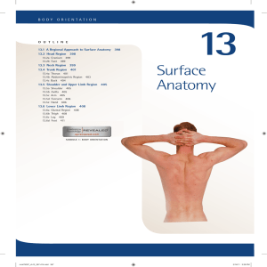 13. Surface Anatomy