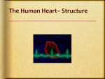 heart structure presentation