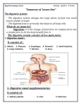 The digestive system