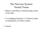 The Nervous System: Neural Tissue