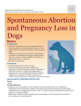 spontaneous_abortion_and_pregnancy_loss_in_dogs