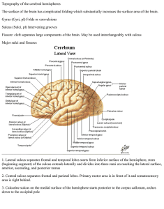 Topography of the cerebral hemispheres The surface of the brain