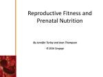 Reproductive Fitness and Prenatal Nutrition