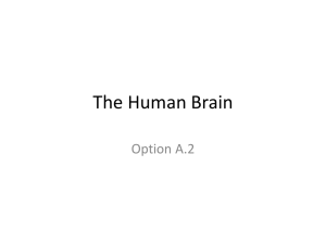 The Human Brain - Peoria Public Schools