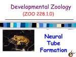 Developmental Zoology Neural Tube Formation