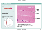 Figure 4.9a Muscle tissues.