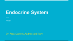 Endocrine System - Mercer Island School District