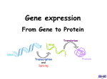 Translation Von der RNA zum Protein