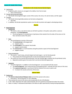 Lecture 22: Female Pelvic Viscera: Introduction to the Female