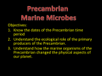 Precambrian Marine Microbes