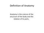 Anatomical position